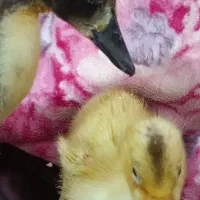 دوعددجوجه اردک