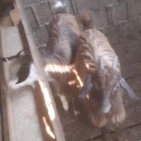 بزغاله بز خوشگل|حیوانات مزرعه|ماکلوان, |دیوار