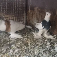 طوقی پاپر|پرنده|مبارکه, |دیوار