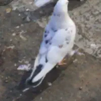 سلام به همه عشق بازایی ازادشهر  اگهی قشنگ بخون