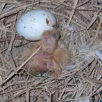 فروش انواع نژاد های کبوتر وتخم کفتر|پرنده|رضوانشهر, |دیوار