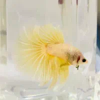 فایتر Betta|ماهی|شیراز, فرگاز|دیوار