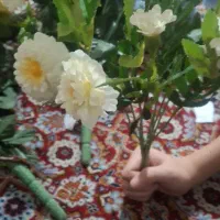 گل مصنوعی درحد نو|گل مصنوعی|تبریز, |دیوار