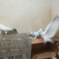 باسلام ۳عددکبوتر|پرنده|بروجرد, |دیوار