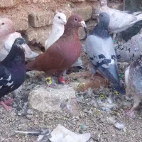 کبوتر پلاکی نر|پرنده|خرامه, |دیوار