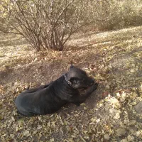 پیت بول تریر