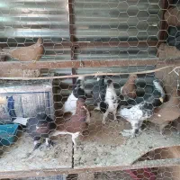 کفتر رنگی