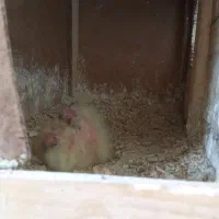 عروس هلندی با جوجه و مرغ عشق با تخم