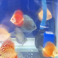 ماهی دیسک|ماهی|امیدیه, |دیوار