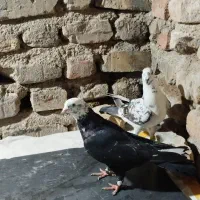 کفتر بزک|پرنده|شیراز, کرونی(خاتونک)|دیوار