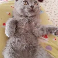 بچه گربه اسکاتیش فولد|گربه|کرمان, |دیوار