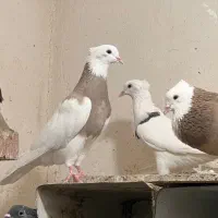 طوقی درجه یک بدونه قلط پاک پاک بهترین نسل|پرنده|فردیس, فردیس|دیوار