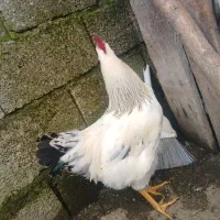 خروس محلی|حیوانات مزرعه|کلاچای, |دیوار