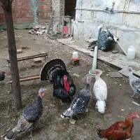 بوقلمون نر و ماده