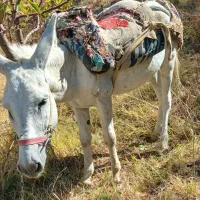 خرنرباری‌سواری