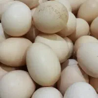 تخم مرغ روستای