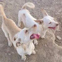 سگ پاکوتاه|سگ|قائن, |دیوار