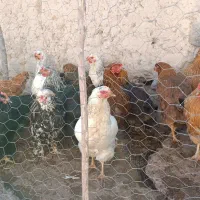 مرغ و بوقلمون محلی|حیوانات مزرعه|کوثر, |دیوار