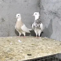 دو جفت طوقی درجه یک