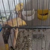 قناری نر و ماده اماده