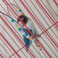 طوطی برزیلی