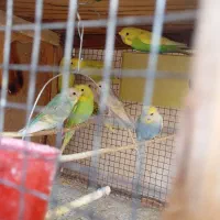 مرغ عشق کاکلی|پرنده|زرقان, |دیوار