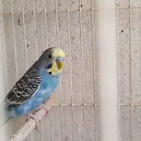 مرغ عشق رنگین کمانی|پرنده|مشهد, امیریه|دیوار