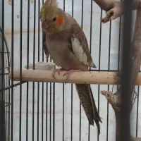 عروس هلندی|پرنده|چهارباغ, |دیوار