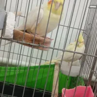 عروس هلندی لوتینو مولد