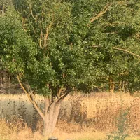 فروش و تهاتر زمین بر جاده حسن آباد کجور