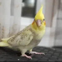 عروس هلندی نر