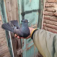 کبوتر تیرماهی