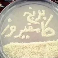 برنج کامفیروز