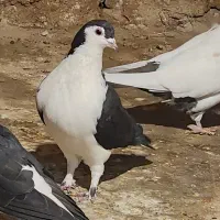 کبوتر چادری