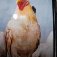 فروش  خروس جوان و خوش رخ گلین