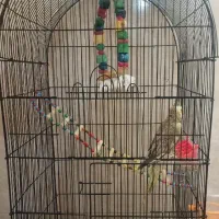 عروس هلندی 6ماهه دانخور|پرنده|قروه, |دیوار