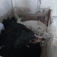 مرغکرچ