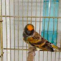 دو عدد گلبسر قرص بخون جفتی قناری|پرنده|کرج, شهرک بنفشه|دیوار