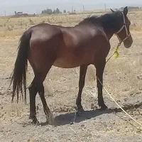 اسب مادیون درشور . شکم پور درجه یک|اسب و تجهیزات اسب‌سواری|شیراز, حومه شیراز|دیوار