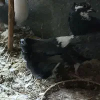 کبوتر دمچتری و تزیینی