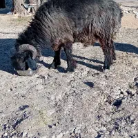 قوچ بختیاری|حیوانات مزرعه|صمصامی, |دیوار