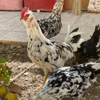 مرغ و خروس گلین