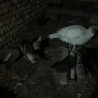 یک عدد بوقلمون نر و دو ماده ۴ میلیون|حیوانات مزرعه|کاشان, دانش|دیوار