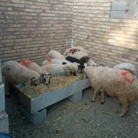 خرید فروش دام