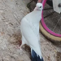 کفتر دم سیاه  فروشی نره جوجه پرشی