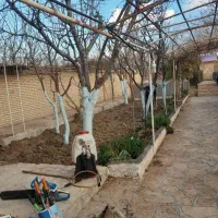 گیاه پزشک باغبانی و هرس و کاشت درخت گیاهان تزئینی|خدمات باغبانی و درختکاری|مشهد, سجاد شهر|دیوار