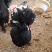 مرغ فروشی|حیوانات مزرعه|قم, نوقطار|دیوار