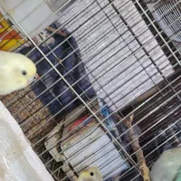 فنچ مرغ  ع ش ق|پرنده|صدرا-فارس, فاز ۲|دیوار