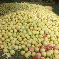 سیب دو ردیف|خوردنی و آشامیدنی|سیلوانه, |دیوار