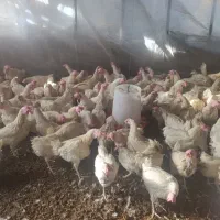 مرغ سفید جوان|حیوانات مزرعه|نوشین شهر, |دیوار